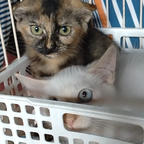 ”育成中の子猫たちそれぞれの場所へ”の画像