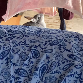 明日は〜☆の画像