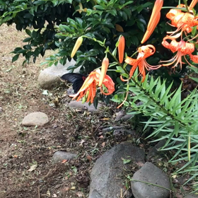 クロアゲハの画像