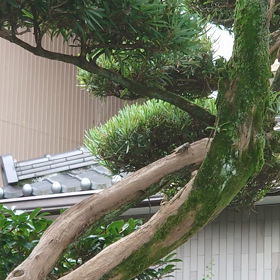 再度、クマゼミの画像