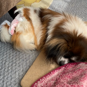 オチョのいびきｯ(´-﹃-`)Zｚ…の画像