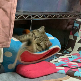 25日目。の画像