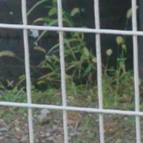 かわえーのー。の画像