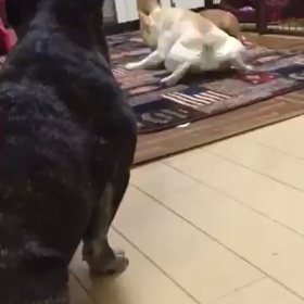 おもしろ動画の画像