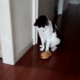 弱い？優しい？の画像