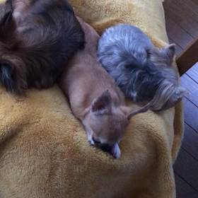 オリーブのイビキ^_^の画像