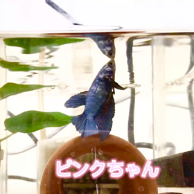 ３匹連続エサくれジャンプの画像