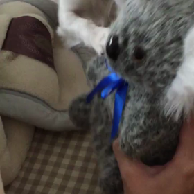 おさむvsコアラ。の画像