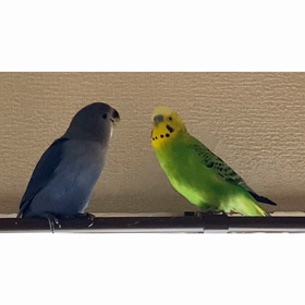 迎えて良かったの画像