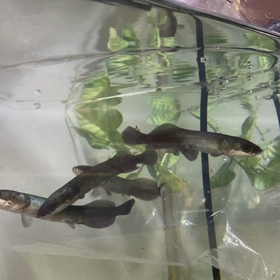 ★ピラルクー！★の画像