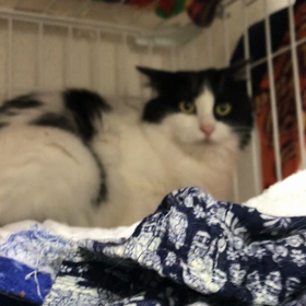 ひめのシャーの画像