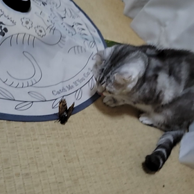 セミファイナルの画像