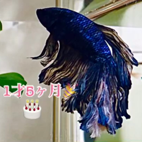ベタ1才5ヶ月おめでとうの画像