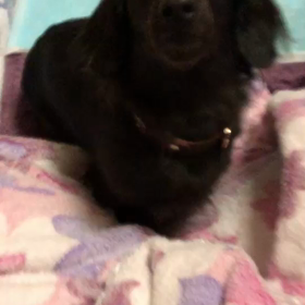 癒されるわぁ(●´ω`●)の画像