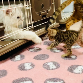 アーサー君と子猫たちの画像