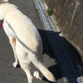 レオ君のお散歩の画像