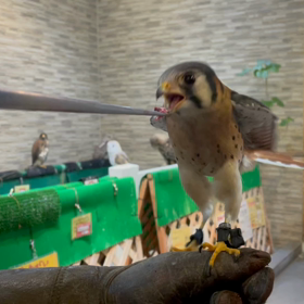 動物プロダクションの日常。の画像