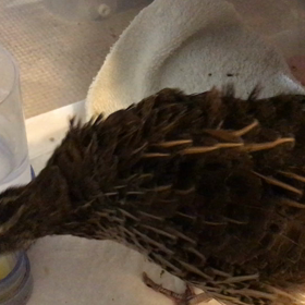 ピヨヨの体調不良から12日目の画像