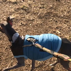 ♪お散歩動画♪代々木公園♪の画像