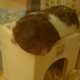 歯ぎしり？の画像