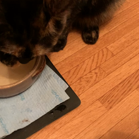 ハナの水飲みの画像