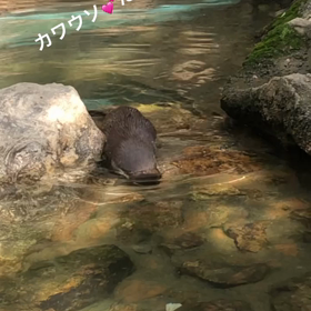 カワウソの画像