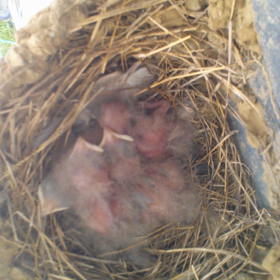 小さな命の画像