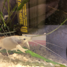 ザリガニさんおはようの画像