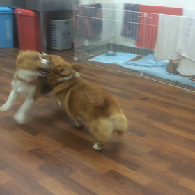 リリーちゃん&さつま君の画像