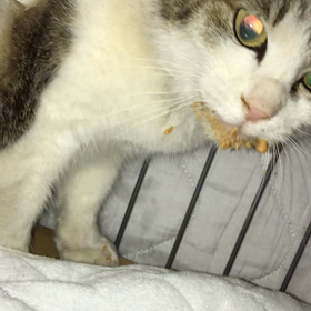 里親様募集開始！美桜ちゃんの画像