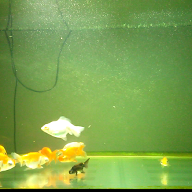 頂天眼の動画。の画像