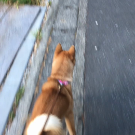 ケリ散歩20 ＊あずさ2号＊の画像