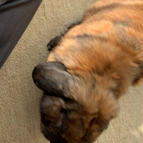 「ブゥブゥ」と鳴くうさぎの画像