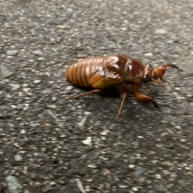 蝉の幼虫ってラバーズに似てるの画像