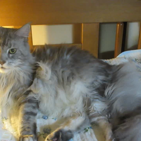 犬のムービー❔❔の画像