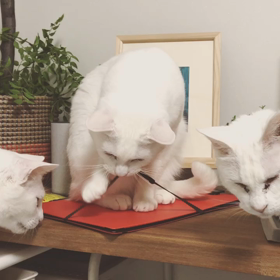 何にでも遊ぶよね〜の画像