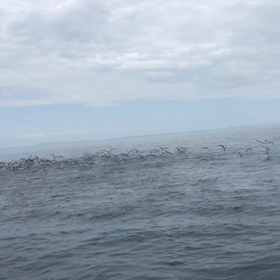 鳥山とは？の画像