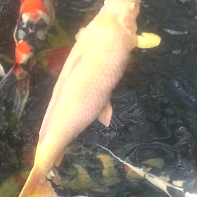 フルーツ危篤かも！？の画像