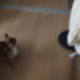 こーふん！の画像