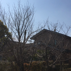 ウグイスの声の画像