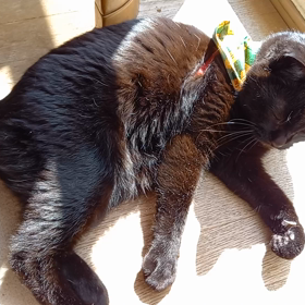 黒ネコ日向ぼっこの画像