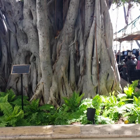 ワイキキ ♡ 散歩の画像