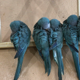 オキナインコの画像