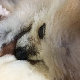 鼻から薬の画像