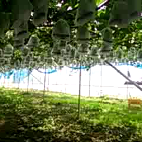 ショック！昨日投稿途中て・・・・の画像