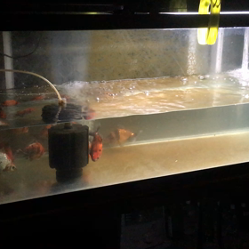 チビ水槽の水換え。の画像