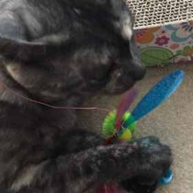 カシカシカシカシの画像