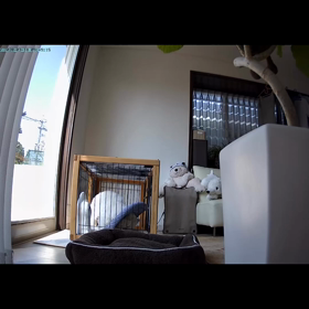 こうちゃんのお留守番の画像