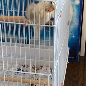 ぴーちゃんやめて(T-T)の画像