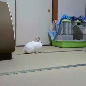 春ですねの画像